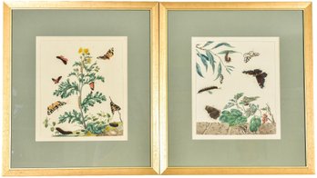 Pair Of Framed Plates Moses Ham's The Aurelian Natural History Of English Insects (RETAIL $700)