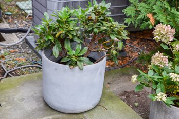 Planter With Live Plant