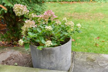 Planter With Live Plant