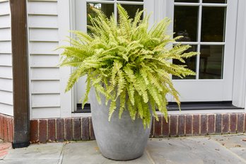 Planter With Live Plant