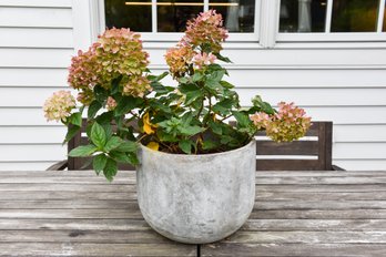 Hydrangea Plant With Planter