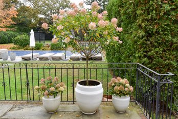 Live Hydrangea Tree And Plants With Planters