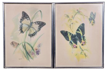 Pair Of Framed Ballestar Butterfly Prints