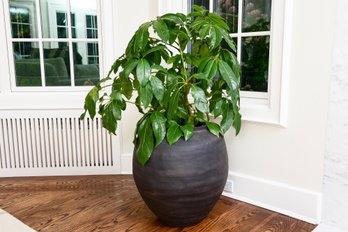 Large Planter With Live Schefflera Plant