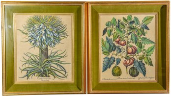 Pair Of Nicely Framed Botanicals Titled Poma Amoris Fructu Lutco And Corona Imperialis Plyanthos