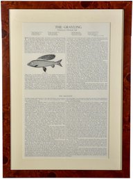 Framed Article Featuring The Grayling