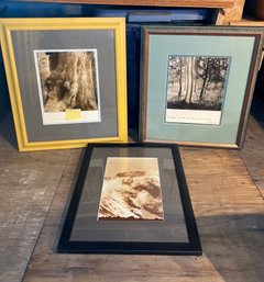 Beautiful Scenic Prints