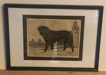 Framed Mastiff Print