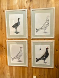 Four Large Well Framed Bird Prints