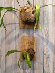 Three Wall Hanging Stag Horn Ferns