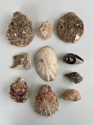 Very Old Group Of Ten Curated Shells