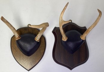 Vintage Pair Unmatched Small Taxidermy Mount Deer Horn Racks - 1 Point - 2 Point - West Chester PA - Wall Art