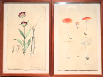 Pair Of Antique Hand Drawn Botonicals