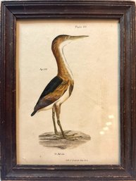 Endicott Bird Lithograph - Plate 83, Fig 190