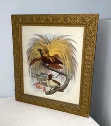 Antique 19th Century Joseph Smit Paradisea Minor Hand Colored Lithograph In Gold Gilt Frame