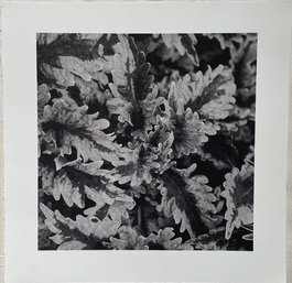 Fern Black And White Photograph