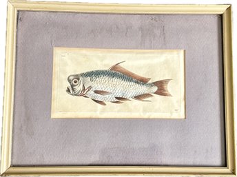 Eurasian Carp Fish,  Pencil And Watercolor, Signed With Initials