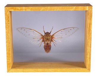 Large Cicada In Display Case