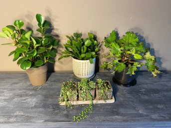 Four Interior House Plants