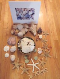 Huge Lot Of Seashells Starfish Sand Dollars & Shell Photo Artwork