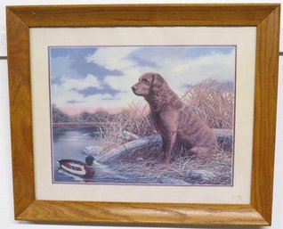 Andrew Chapman Framed Print Of A Golden Retriever With Duck Out In The Hunting Blind