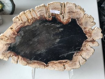 Petrified Wood Slab , 4 LB 8 Oz, 13 Inch By 9 Inch