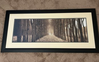 The Shimmering Forest Row Of Birch Trees Framed Print - Black Wooden Frame