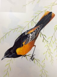 FREDERICK WETZEL WATERCOLOR BIRD PAINTING: Baltimore Oriole Songbird, Signed Vintage Original, Framed Artwork