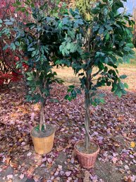 Pair Of Faux Ficus Trees