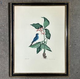 A Vintage Hand Colored Ornithological Etching