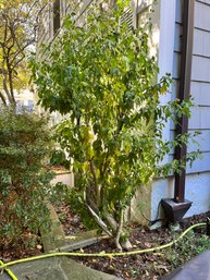 A Pair Of Rose Of Sharon - 7-8'High