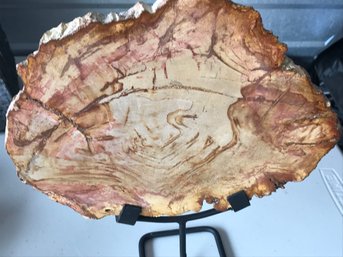 Petrified Wood Slab, 3 LB 6 Oz, 10 Inch By 71/2 Inch