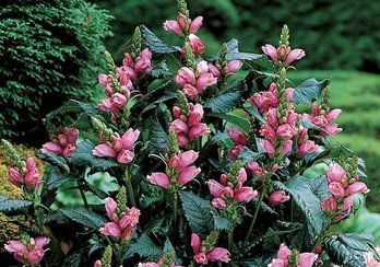 10' Of Turtlehead Plants - Chelone Obiqua