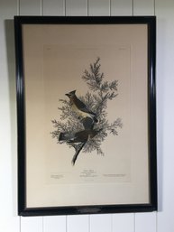 Fabulous Authentic J J AUDUBON Etching From 1937 - Numbered #18 - Cedar Bird - Amazing Condition - 28' X 20'