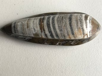 Fossil From Morocco,6 1/2 Inch Long, 6.3 Oz