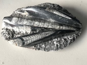 Fossil From Morocco, 1 LB 7 Oz, 61/2 Inch By 41/2 Inch