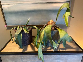 Two Staghorn Fern Interior Plants