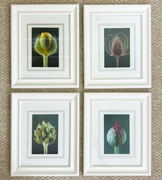 A Series Of 4 Modern Photographic Prints - Botanical Themed!