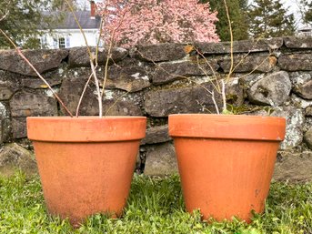 A Pair Of Blueberry Bushes In Terra Cotta Pots