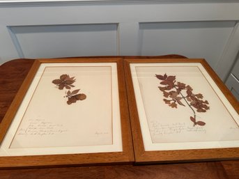 Nicely Framed Dried Botanicals From 1879