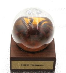 Real Desert Tarantula In Glass Globe