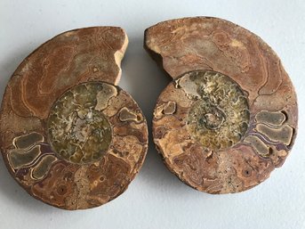 Fossil From Morocco Desert, 4 1/2 Inch By 4 Inch Each