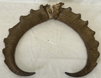 Early Taxidermy HIMALAYAN IBEX HORNS With Partial Caps- Rare Mountain Ram