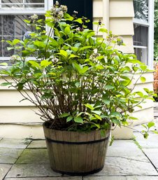 A Hydrangea Plant IN Large Wood Planter