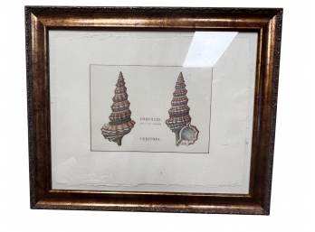 French Inspired Coquille Shell Print Framed