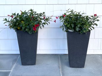 Modern Tapered Textured Resin Planters With Rio Dipladenia Live Plants- A Pair