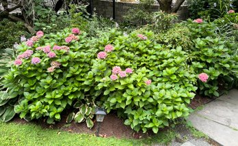 5 Hydrangea Bushes - Back Garden Near Driveway