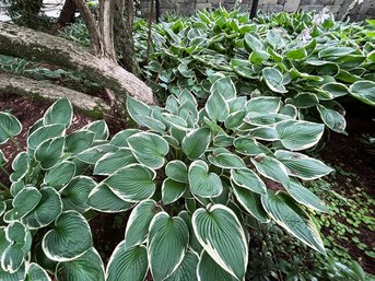 A Bed Of Hostas