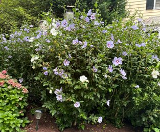 ROSE OF SHARRON BUSHES (BEHIND GRILL)