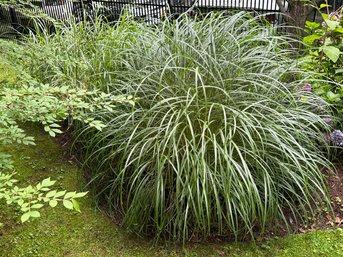 Assorted BACKYARD GRASSES - 6 Plus